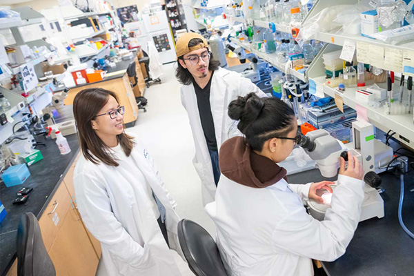 SFSU students in biology lab looking under microscope