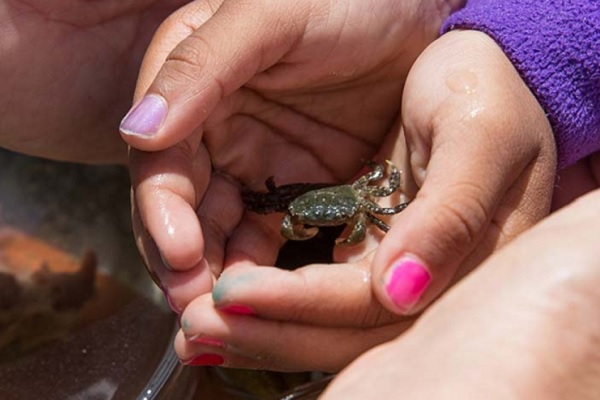 Hands hold a small crab