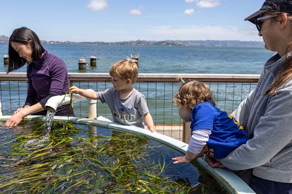 Adults and children look at kelp in a tank