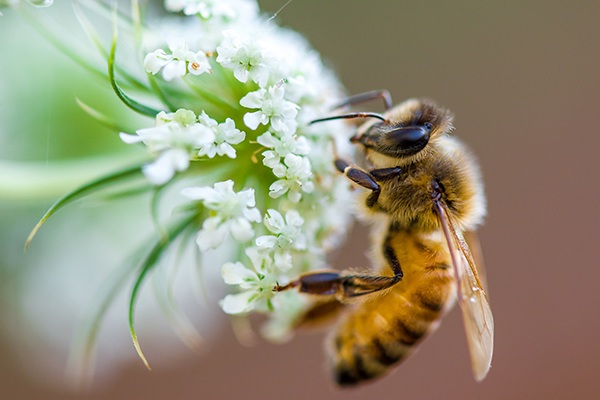 Close-up of a bee collecting pollen