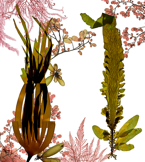 Detail of translucent kelp from Iselin Josie’s Five Foundational Kelp mural.