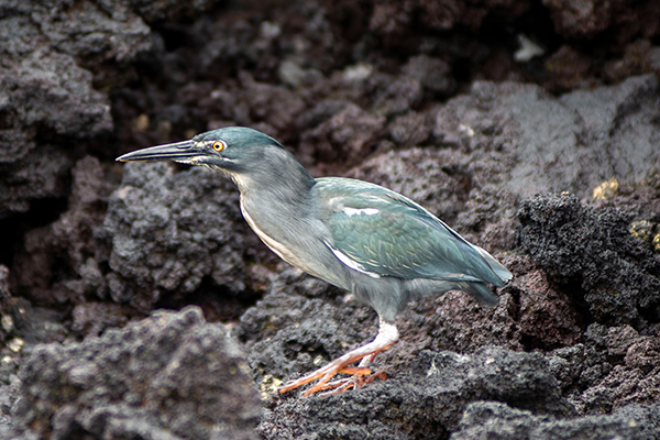 a Lava Heron bird