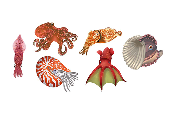 artwork of Cephalopods