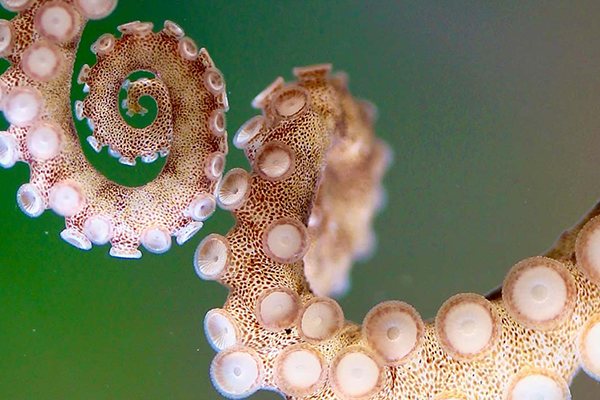 octopus arms