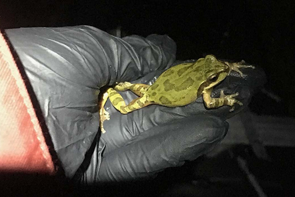 Frog in hand to be studied by SFSU student researchers