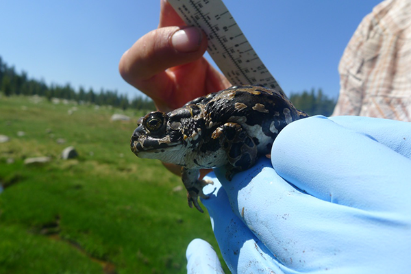 researcher holding a Yosemite toad